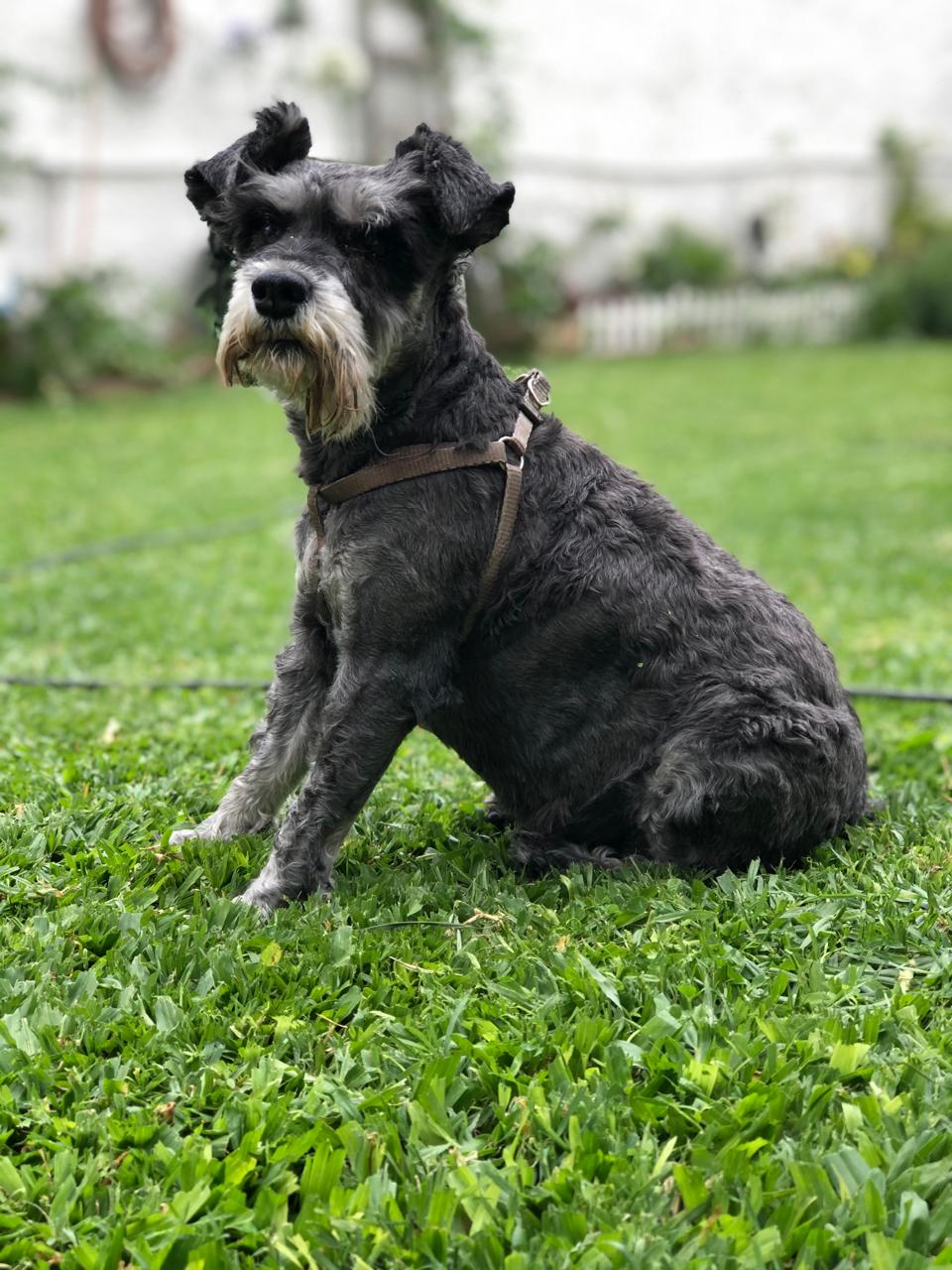 Urna Schnauzer · Mica - Image 2